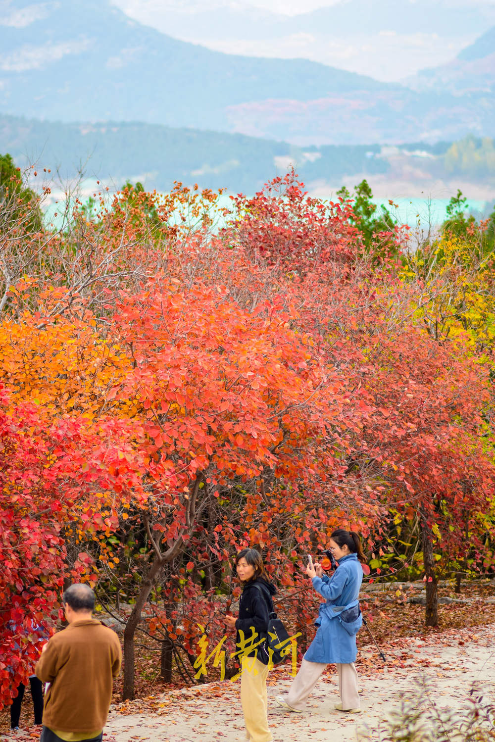 初冬时节红叶漫山，市民纷纷登山赏叶
