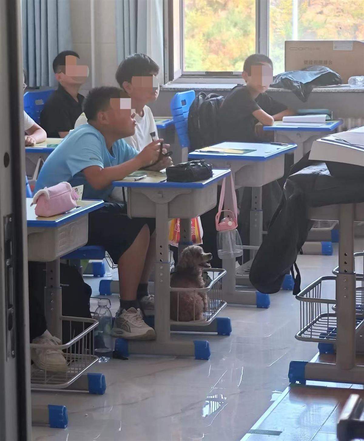 初中生带宠物狗上课老师帮忙遛狗？班主任：系生物开学第一课，破例允许带宠物进课堂