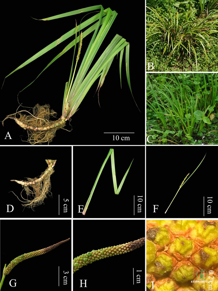 大学生逛菜市场，发现新物种！