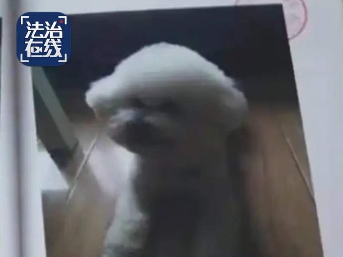 男子毒死9条犬获刑4年 专家解读投放危险物质罪