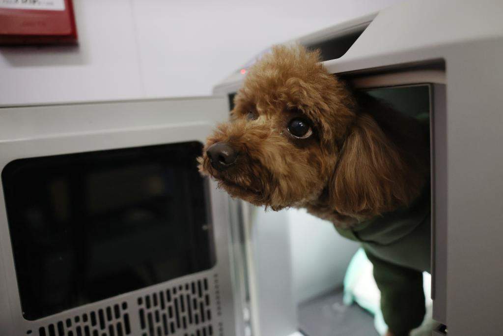 速度与温情——萌宠坐高铁体验中国春运