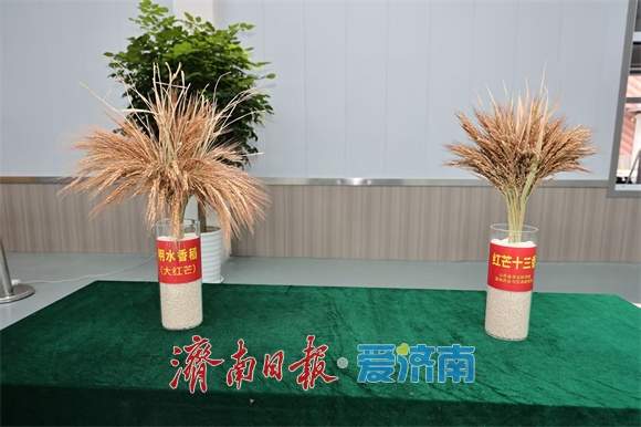城“新”乡“兴”向未来｜走进章丘：万亩“稻荷”走上致富路 小山村何以“大”蜕变？