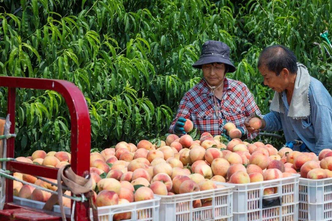 “源味南山?南山好时节”柳埠街道第四届泉水仙桃采摘文化旅游节盛大启幕！