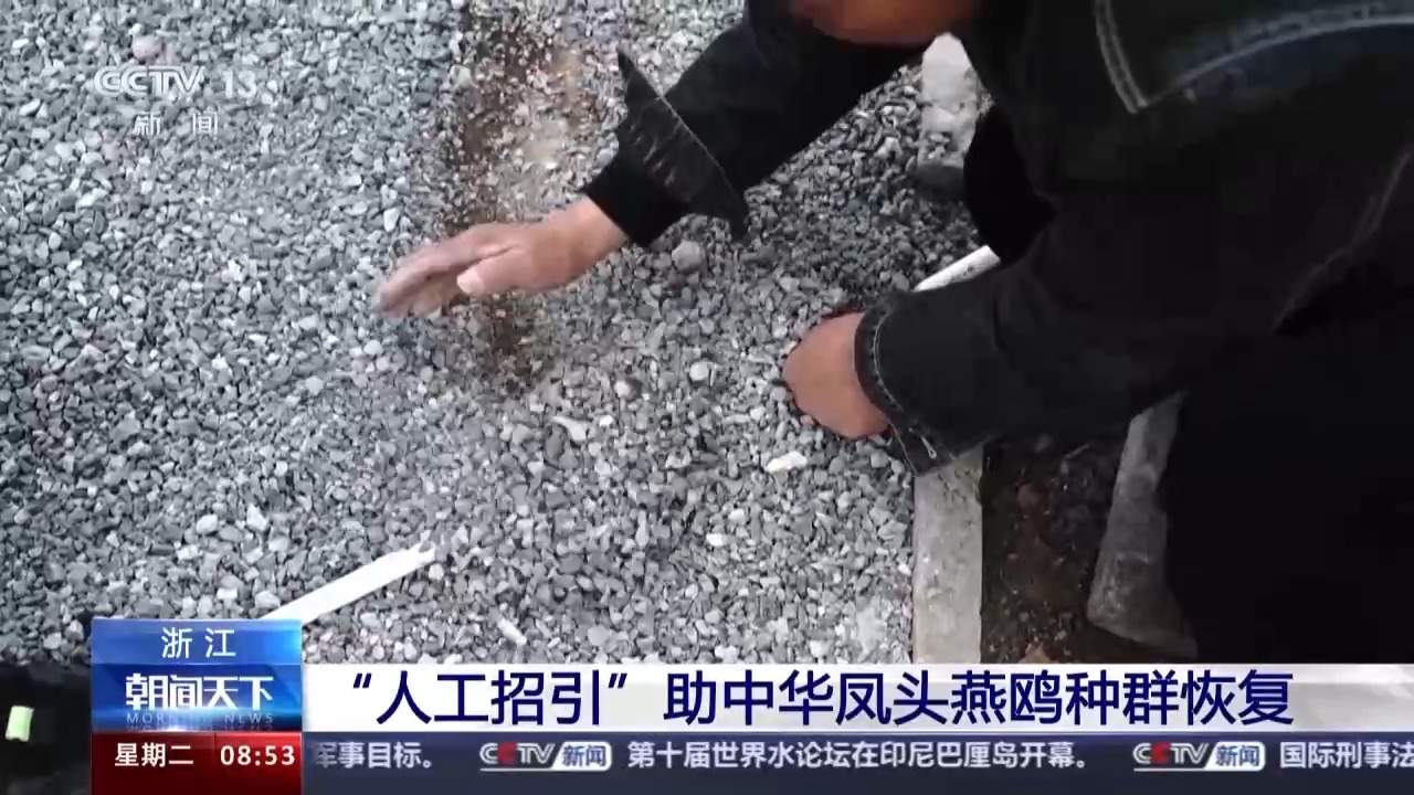 全球珍稀濒危鸟类“神话之鸟”迎来繁殖季