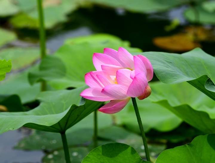 荷红叶绿满城香，明湖美景醉游人