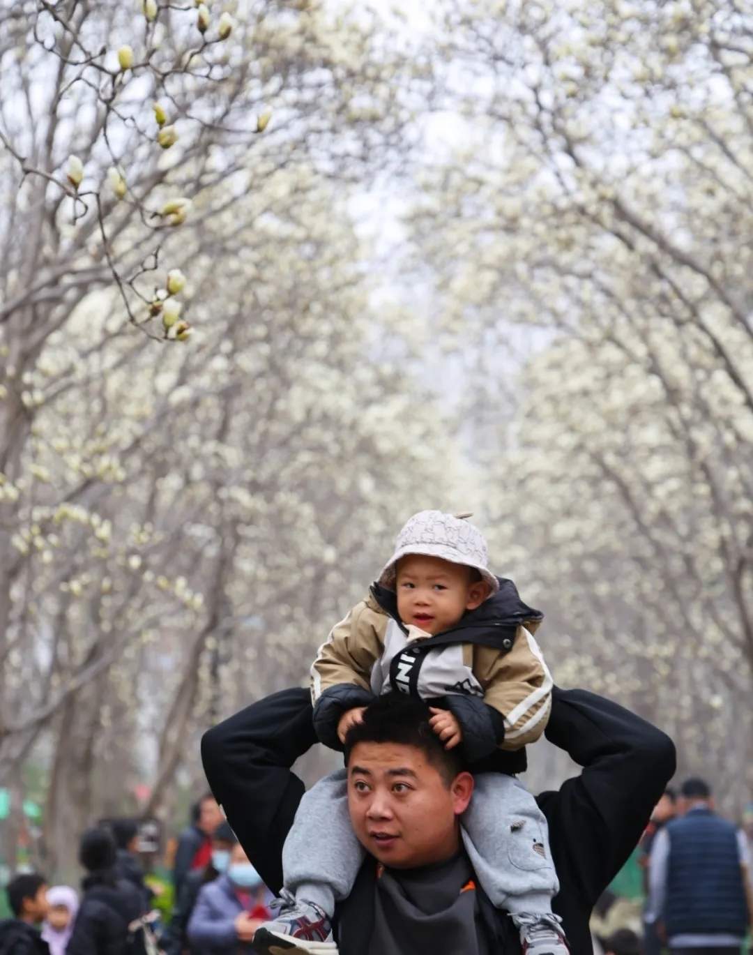 白玉兰进入盛花期，百花公园开启春日盛宴