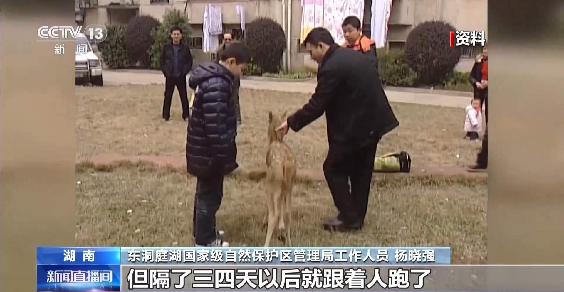 “与人为友”13年 网红麋鹿“点点”已产下8胎幼崽