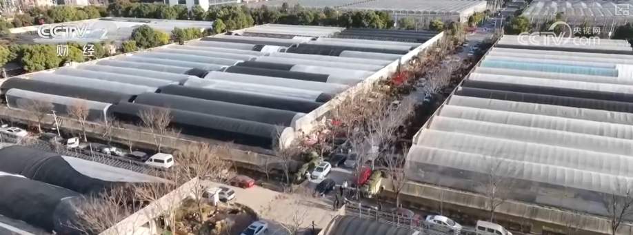 年宵花市开启“抢购模式” 小众品种成“当家花旦”购销两旺