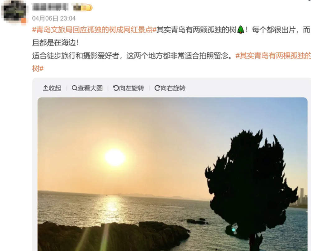 青岛有棵“孤独的树”爆火，打卡的游客排起长队，网友：这下不孤独了吧