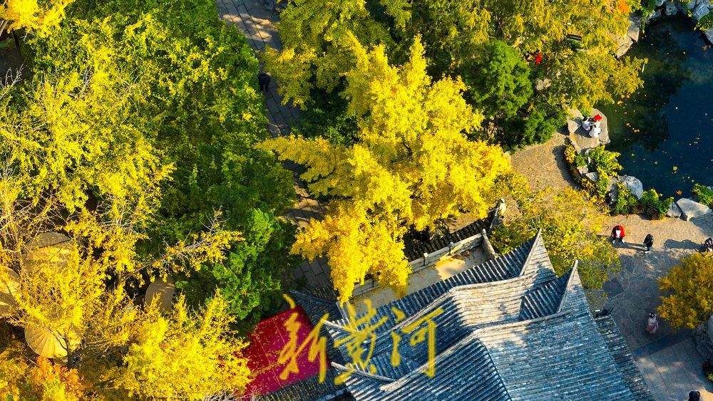 趵突泉公园开启变色模式，层林浸染触摸诗情画意