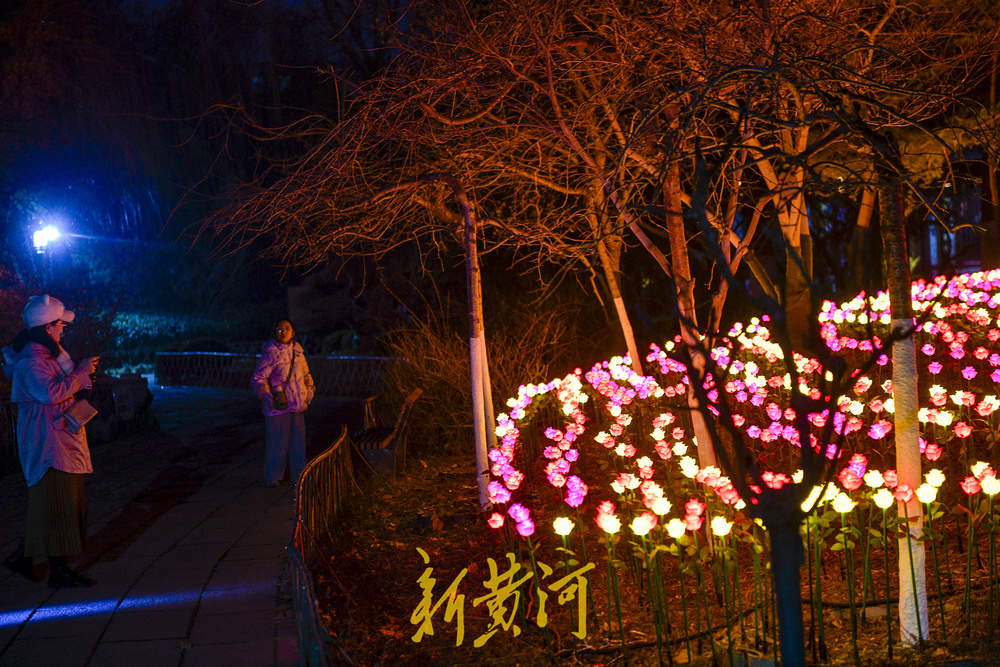 泉畔新春灯饰亮相 玫瑰花海与芦苇光影共绘泉城夜色