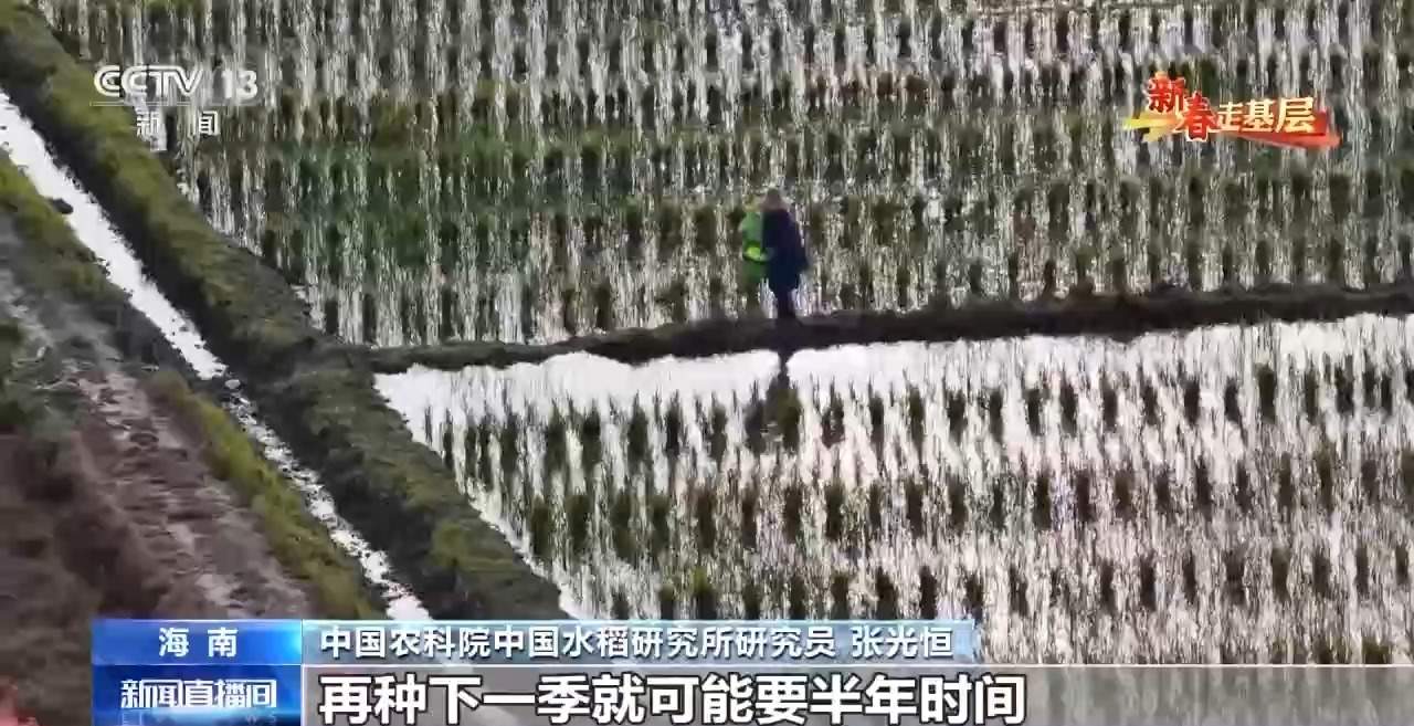 新春走基层丨水稻育种遇上AI 老专家与工程师联手“抢花期”