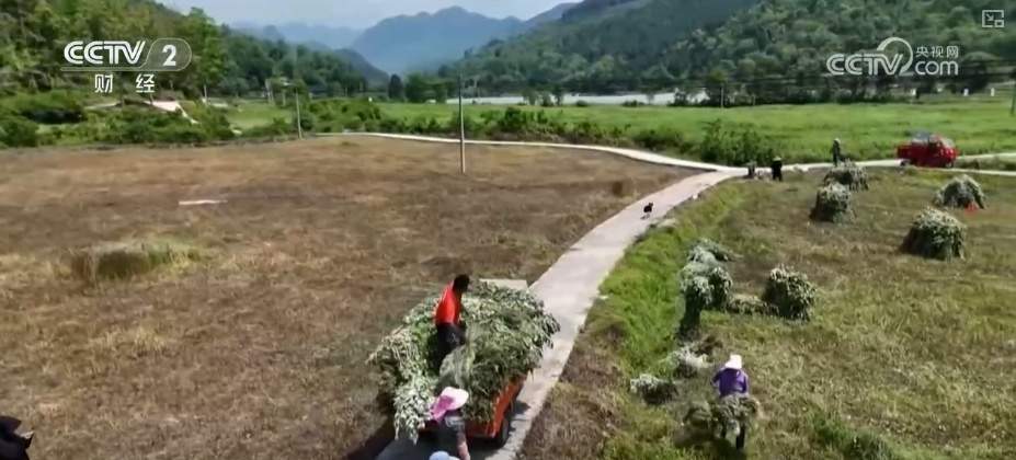 国潮风劲吹赋能“端午经济” 传统民俗激活消费新引擎