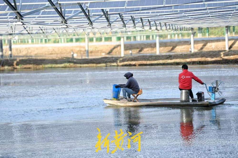板上发电板下养蟹 济南黄河大闸蟹迎来丰收季