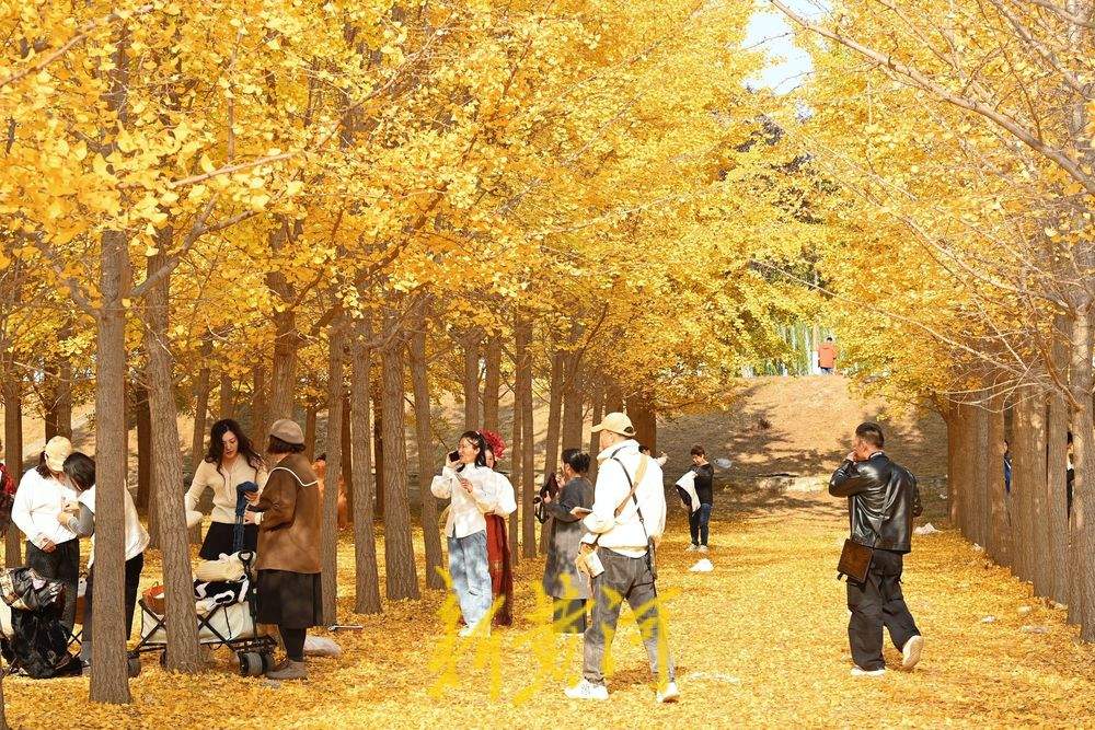 一年四季 泉在济南丨济南黄河银杏林穿“金”衣 市民打卡超美秋色