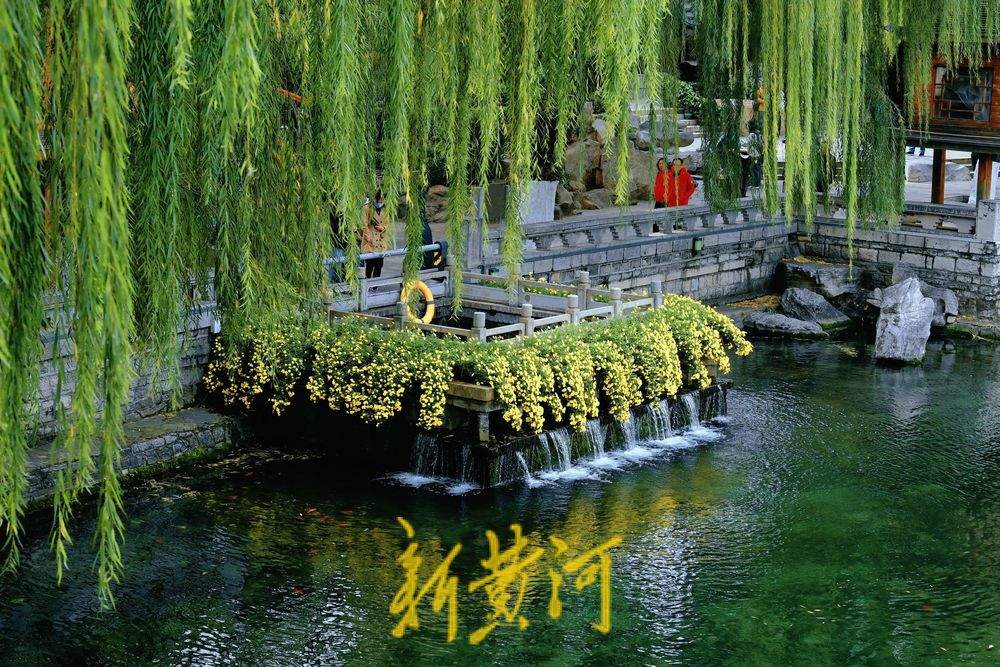 金菊绽放 扮靓冬日济南护城河畔