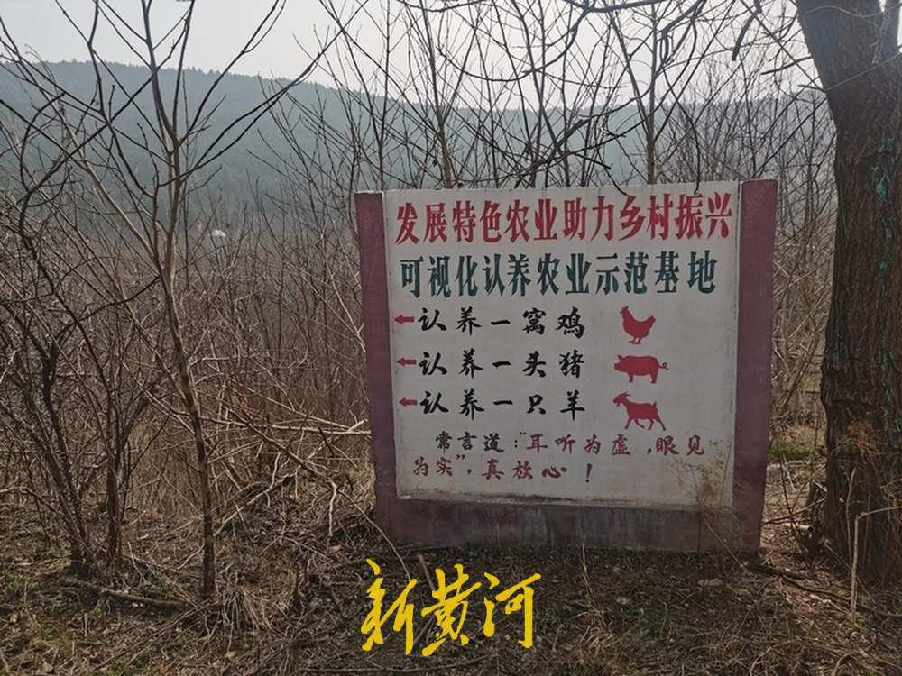 “云”养小鸡小猪，济南认养农业悄然兴起