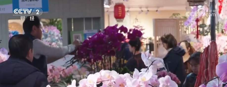 年宵花市开启“抢购模式” 小众品种成“当家花旦”购销两旺