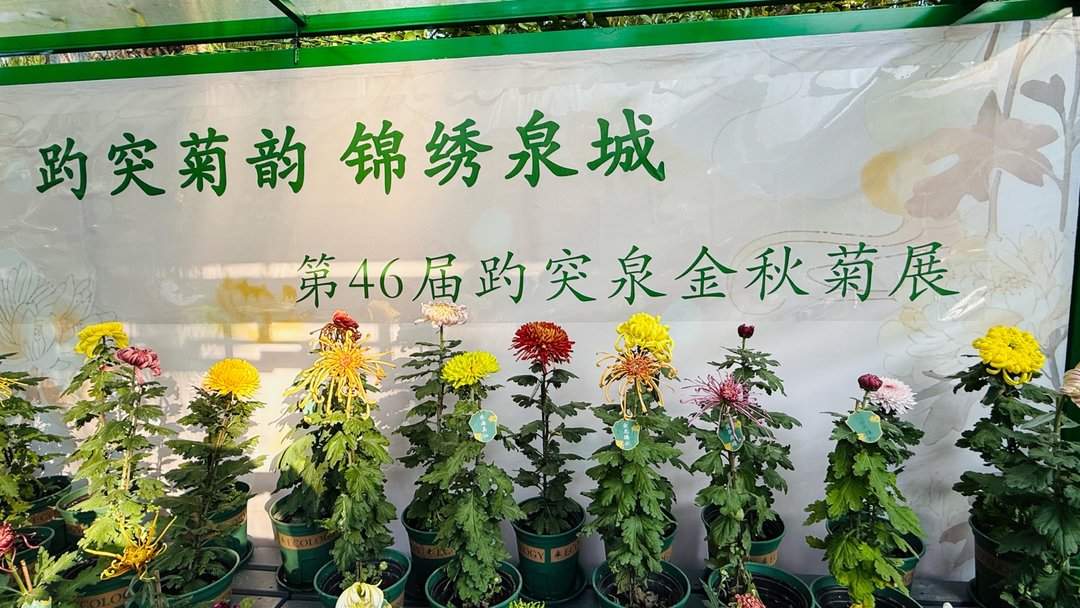 五颜六色，造型各异，趵突泉金秋菊展精品菊撷英