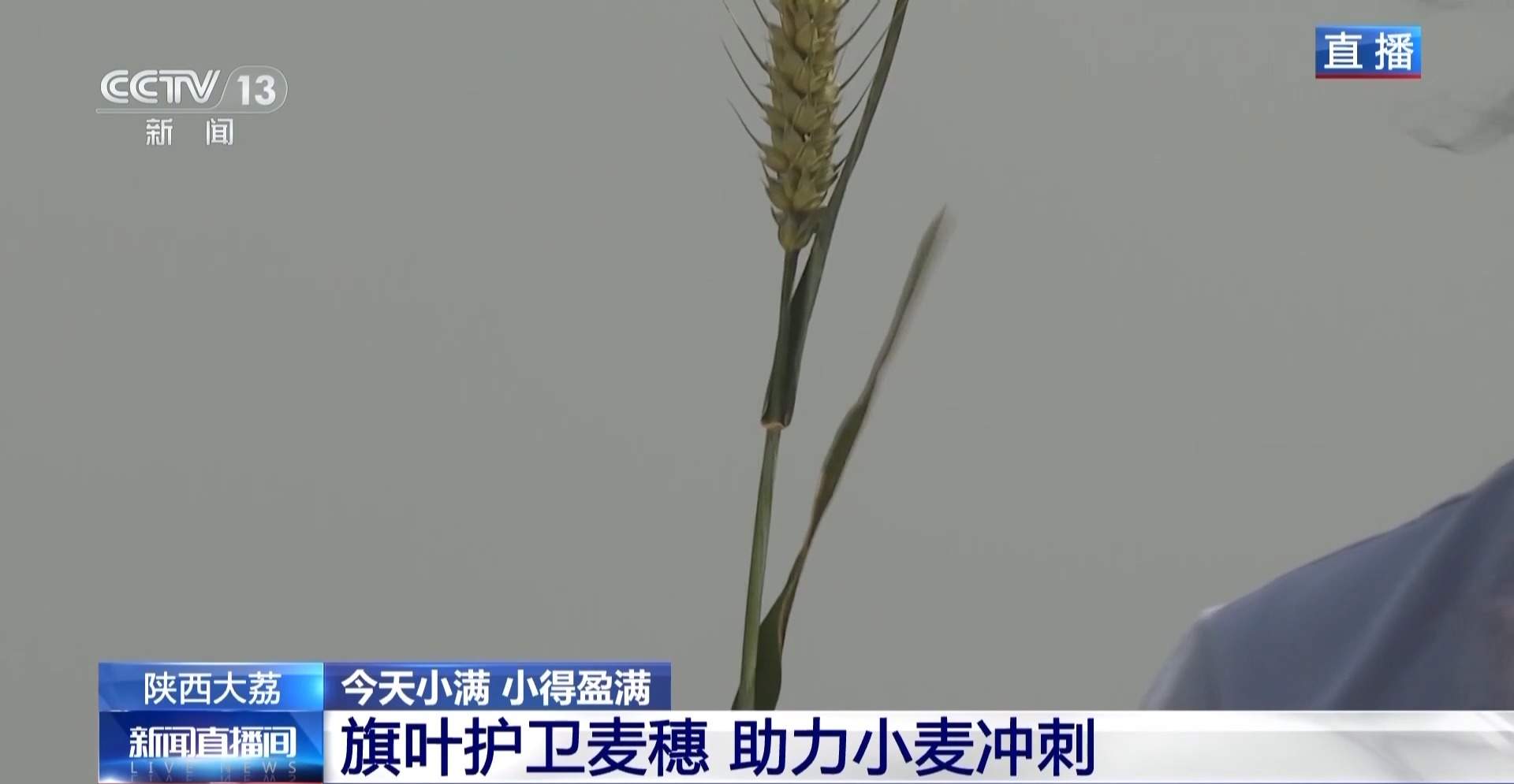 小满已到 该吃什么玩什么？小满时节全攻略来了