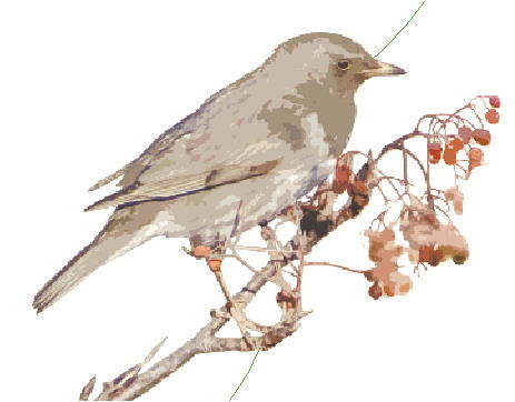 4个新发现珍稀物种种群 讲述山东“多样”故事