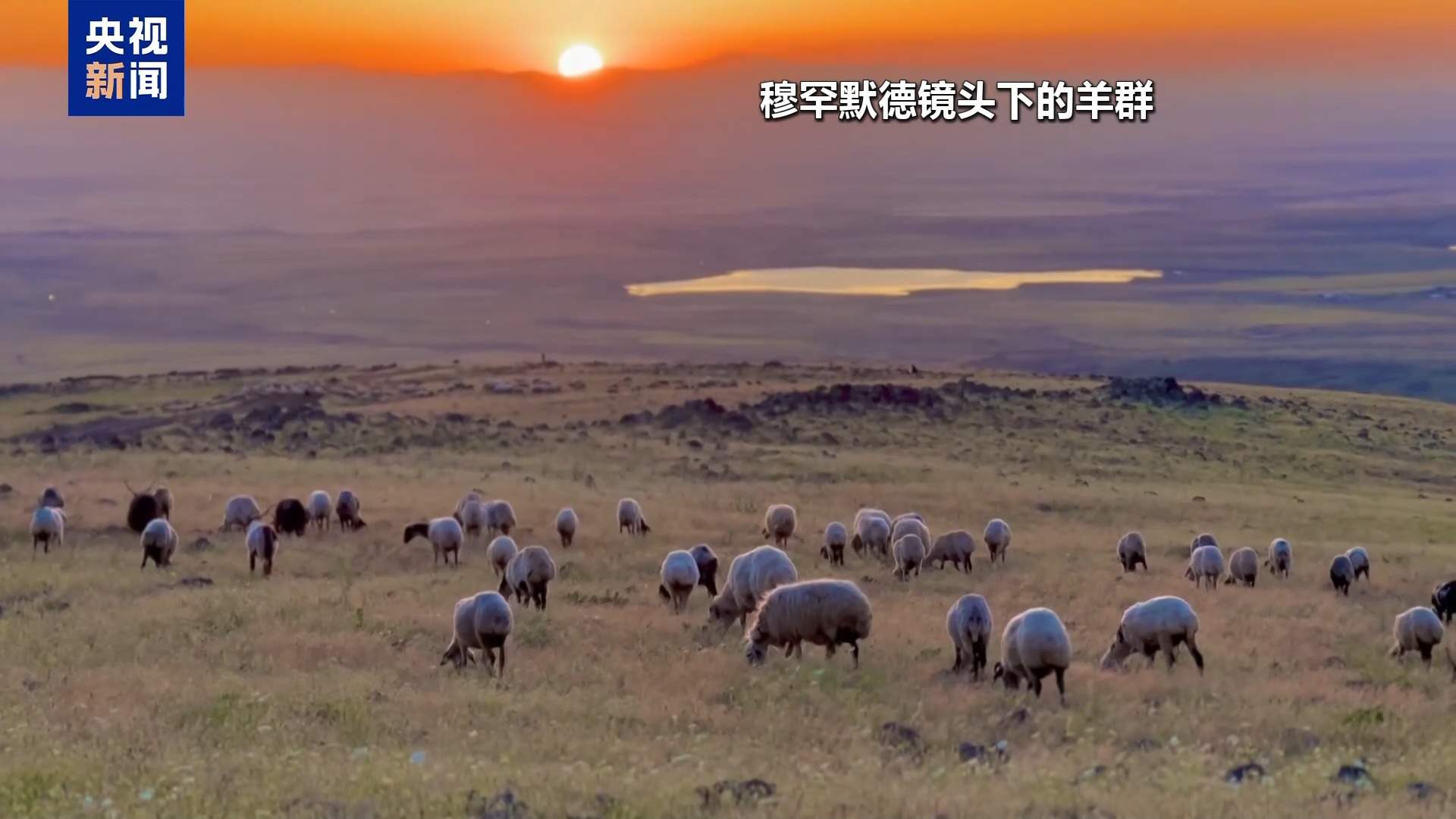 高收入岗位无人问津 土耳其遭遇“牧羊人危机”