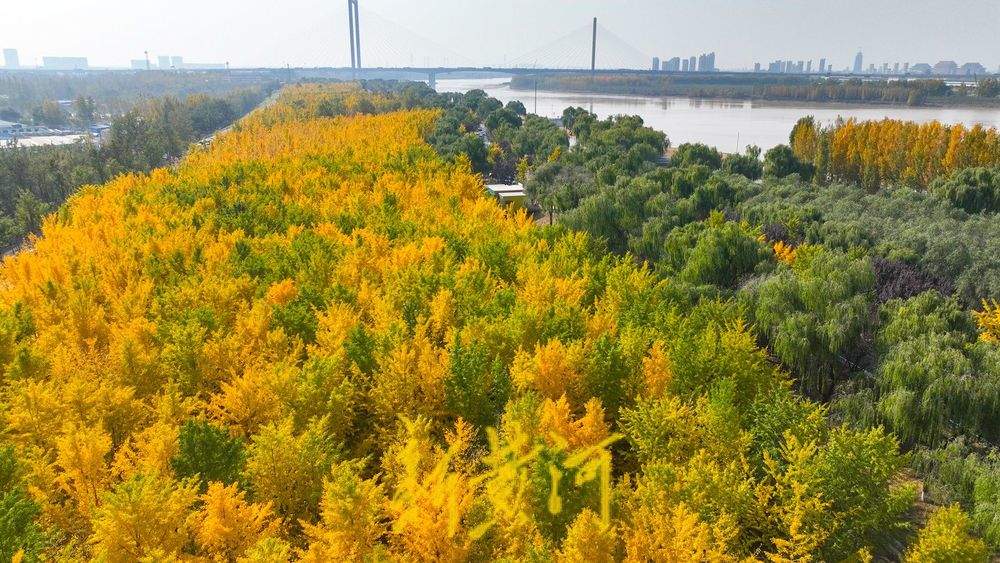 泉城气温回暖 黄河岸畔现“金色巨龙”奇观