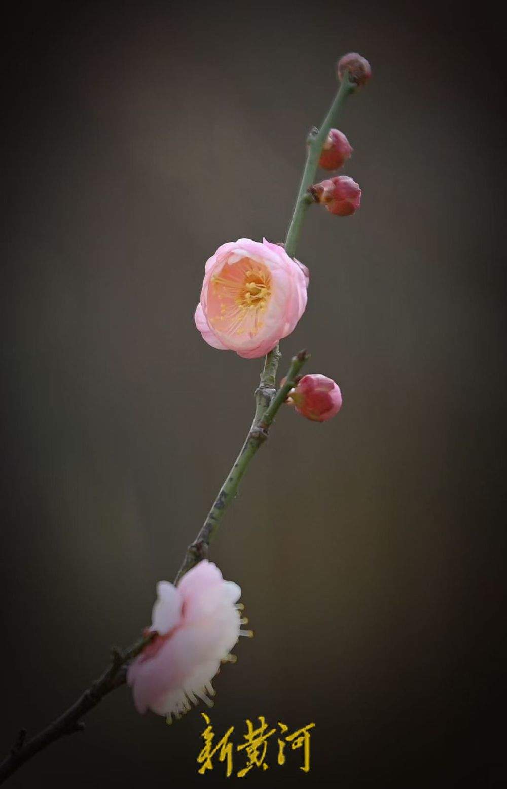济南冬日里的浪漫 趵突泉畔梅花盛放清香醉人