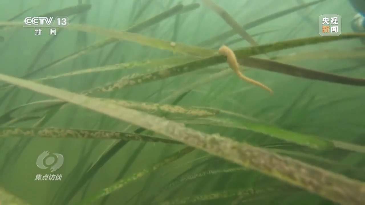 焦点访谈丨保护海洋生态 守好人海和谐的蓝色家园
