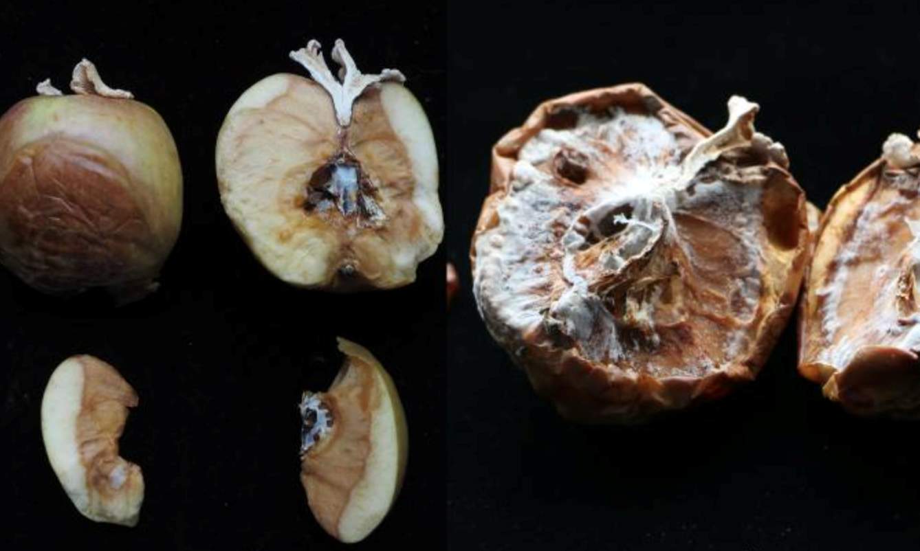 全网追更的“果菌王”，可以开吃了！