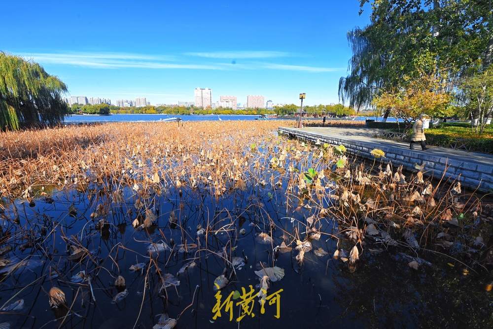 大明湖畔画残荷，风光旖旎静谧宜人