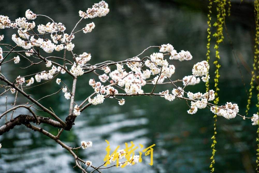 一年四季 泉在济南丨护城河畔春来早，一株早樱“抢跑”绽放送浪漫