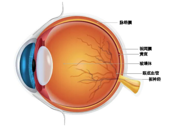 今年的好视力从“眼底一张照”开始！如果您过了50岁，一定要注意啦