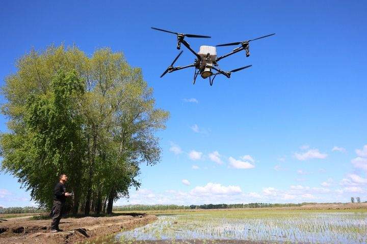 沉甸甸的收获——2025年夏季粮油收获一线观察