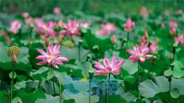 “暑”不尽的新玩法！一键解锁泉城“夏日副本”