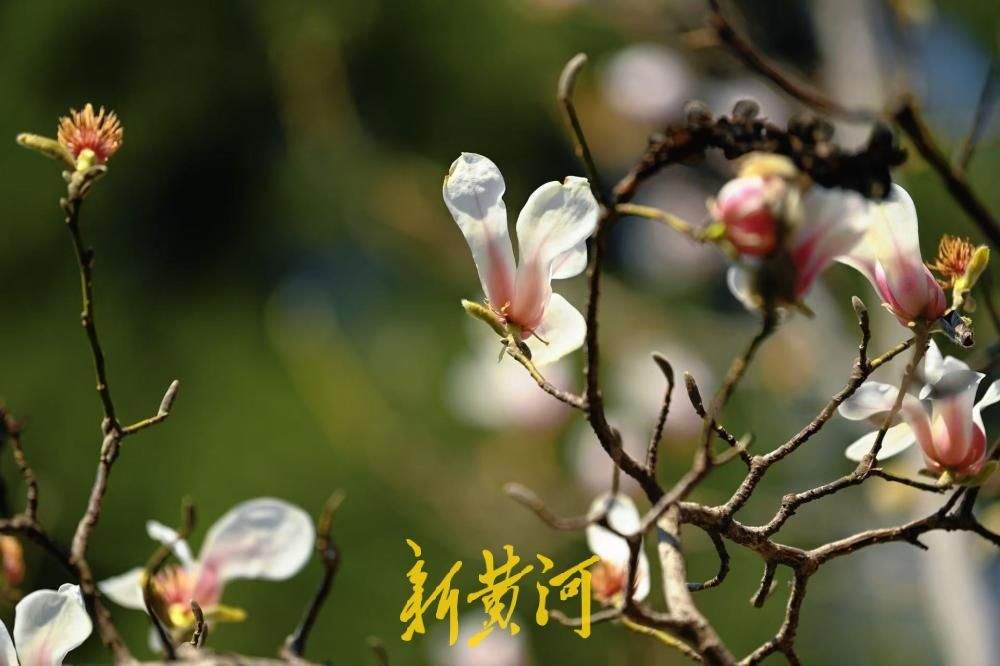 济南百花公园多株玉兰悄然绽放 三月中旬将进入盛花期