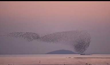 数万只鸟汇聚成“鲲”!安徽巢湖上空出现“大鱼海棠”奇观