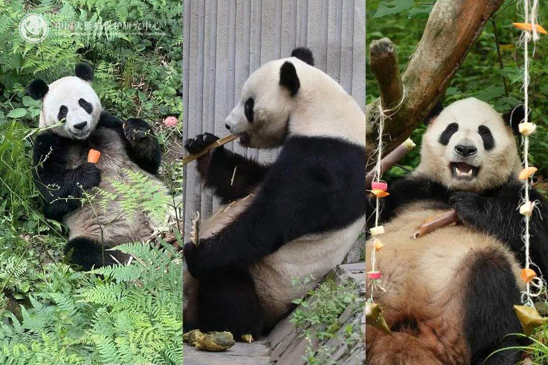 大熊猫背上有“血洞”？熊猫中心紧急发文