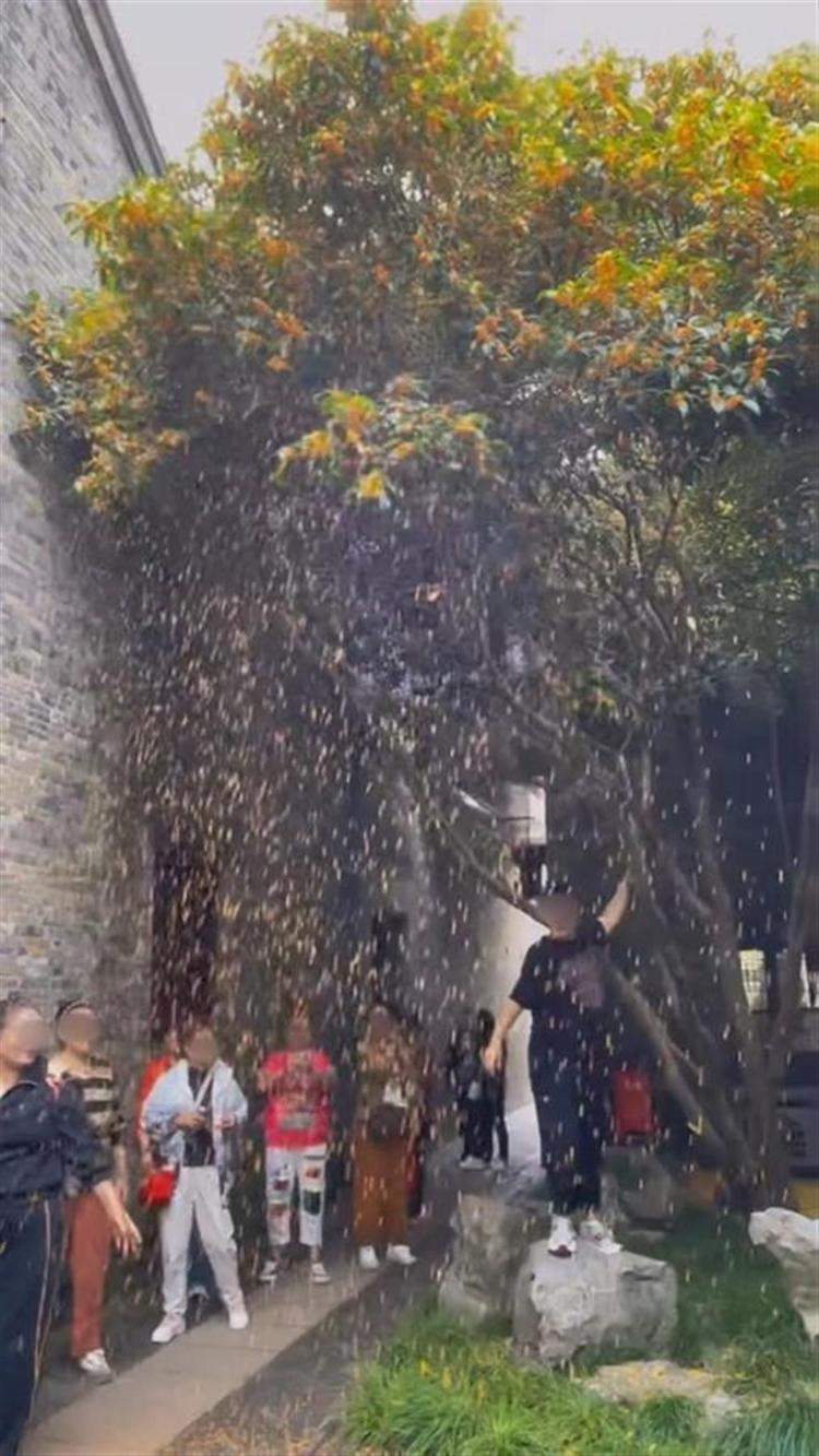 大妈在“晚清第一园”何园内猛摇金桂造“桂花雨”拍照