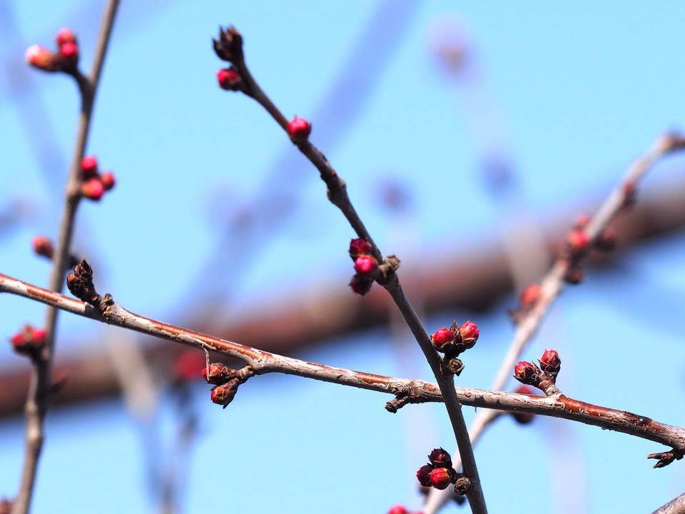 满园春色关不住，千佛山的山桃花马上就开了