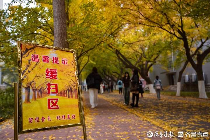 留住“秋日浪漫”，山师大“落叶缓扫”