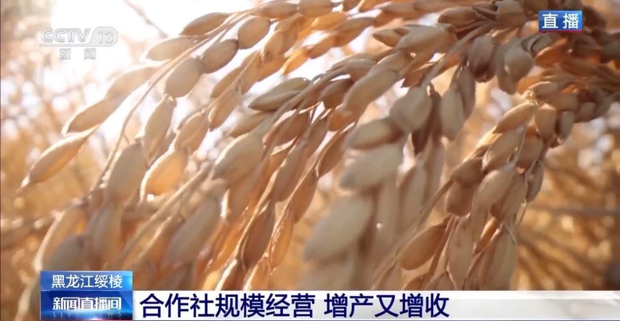 秋粮丰收在望 10月的神州大地是金色的