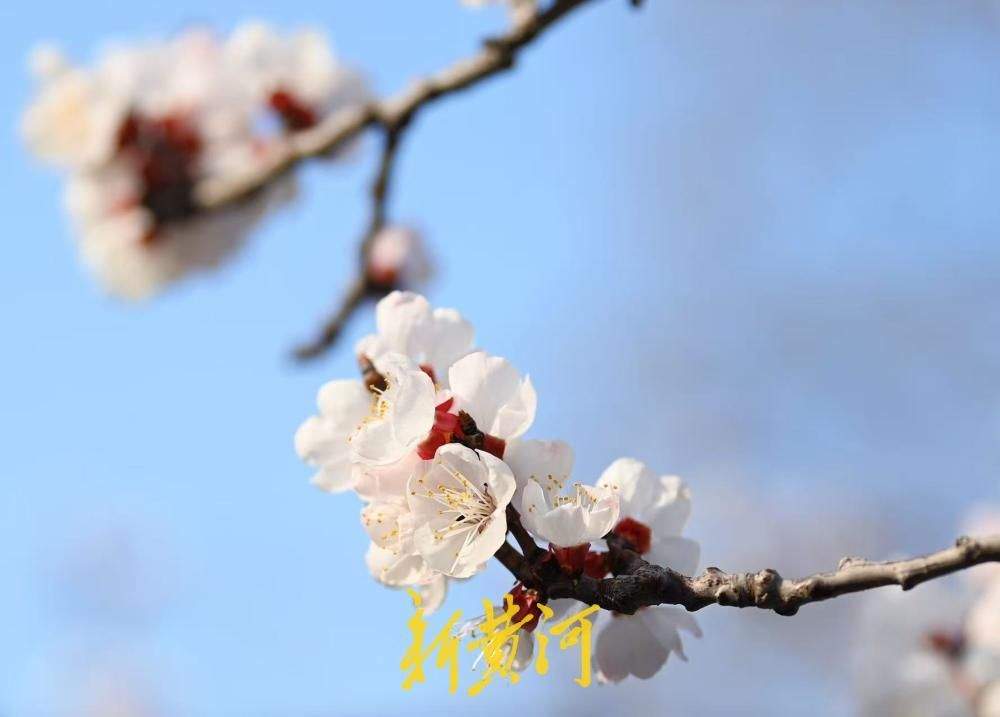 泉城春色好，万竹园杏花盛开如云似雪