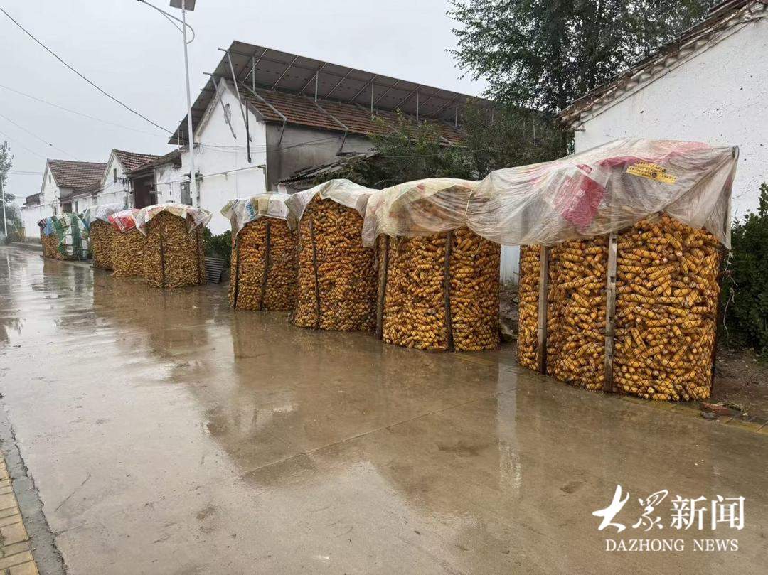 简单实用！山东省农科院发布《玉米果穗防霉变建议技术方案》