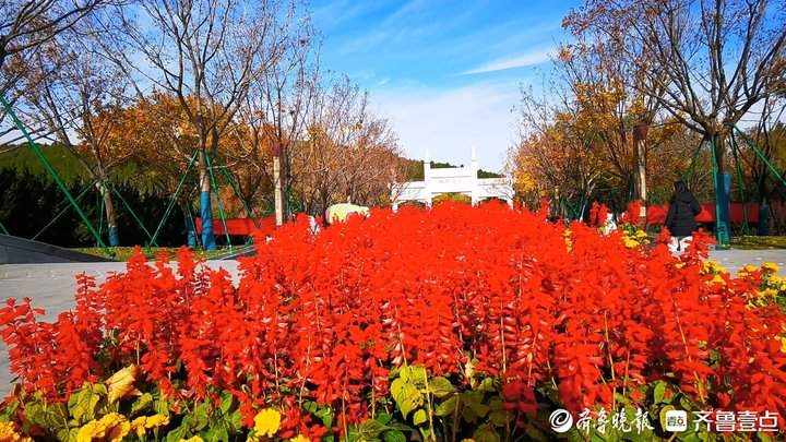 景区鲜花撤展，市民欣喜可以“领养”