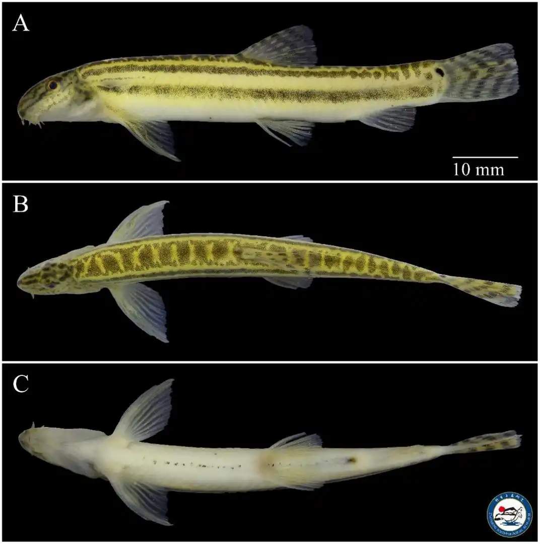 时隔40余年，北京再次发现鱼类新物种，长这样