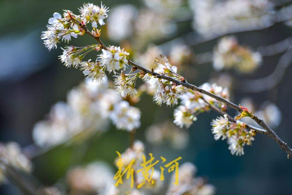 济南护城河畔“独树一枝”变身网红打卡点