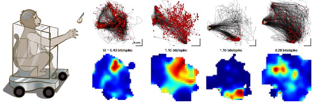 猕猴大脑如何“导航”手的运动？最新研究揭示
