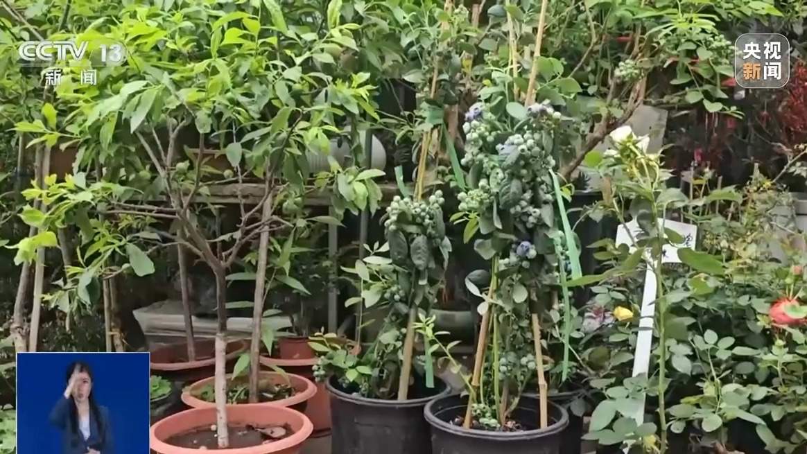 低价“营养土”重金属超标变“毒土” 专家支招教你正确选购