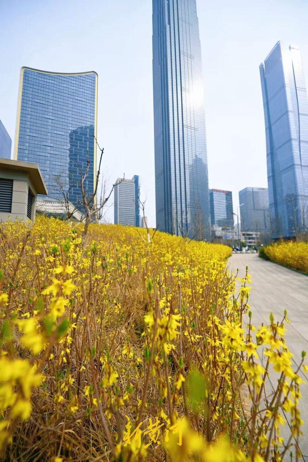 连翘花盛开，济南CBD披上金色盛装